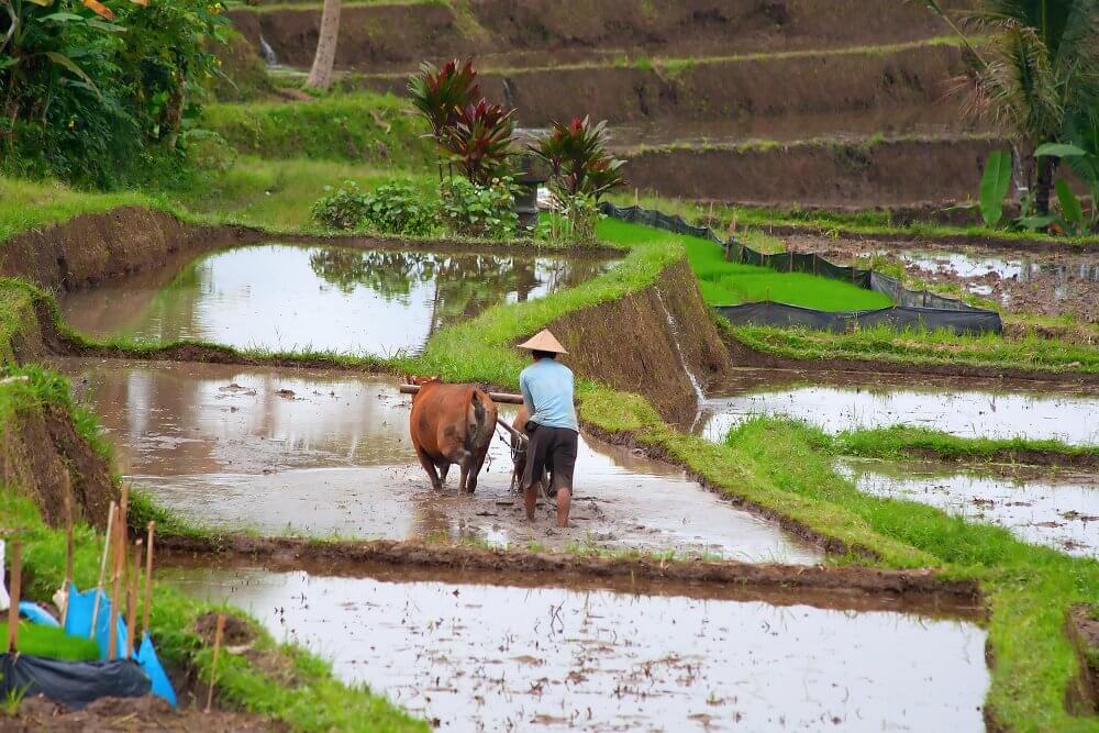 Bali