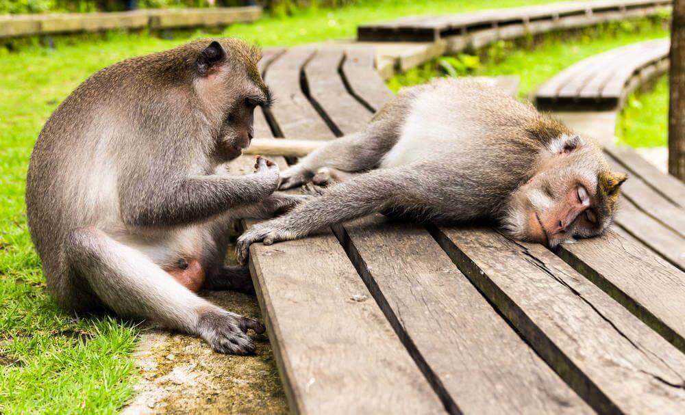 Ubud Monkey Forrest