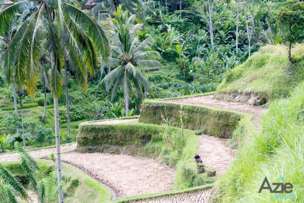 Ubud