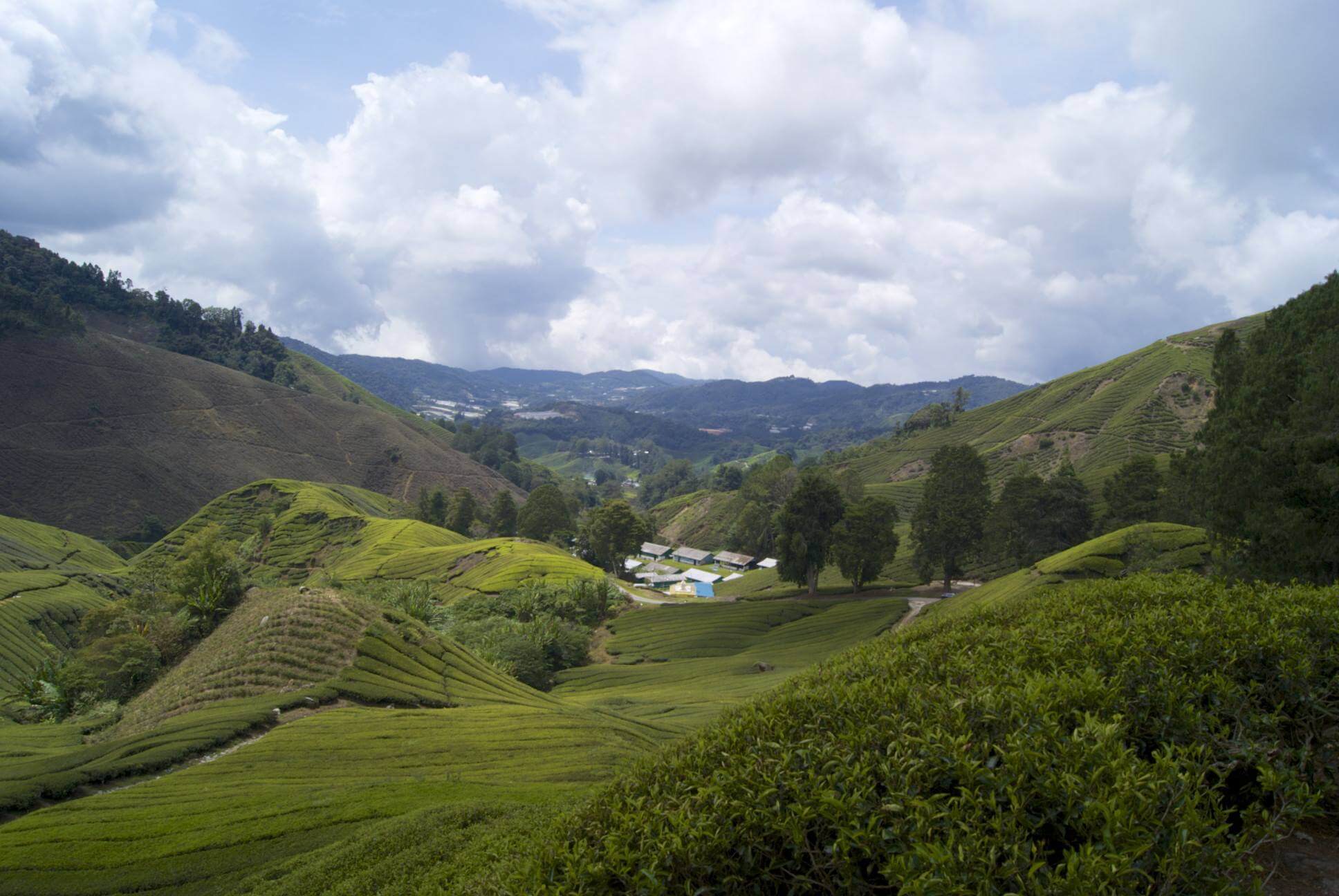 Cameron Highlands