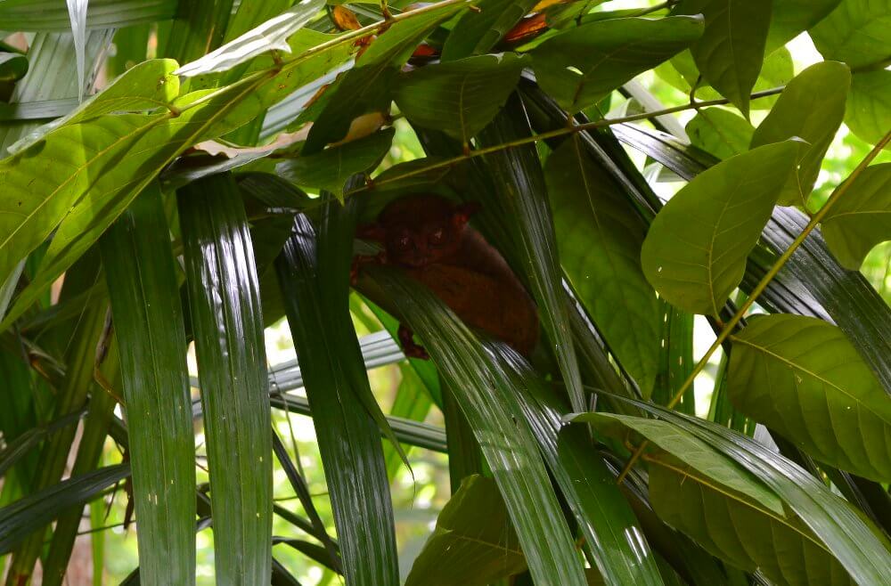 Tarsier in Filipijnen