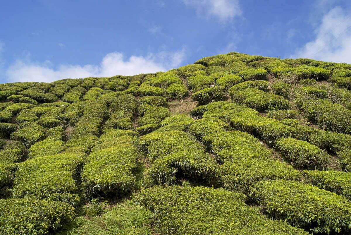 Cameron Highlands