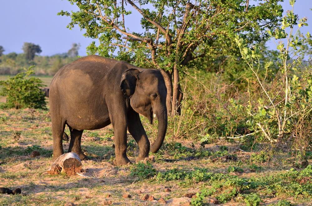 Udawalawe