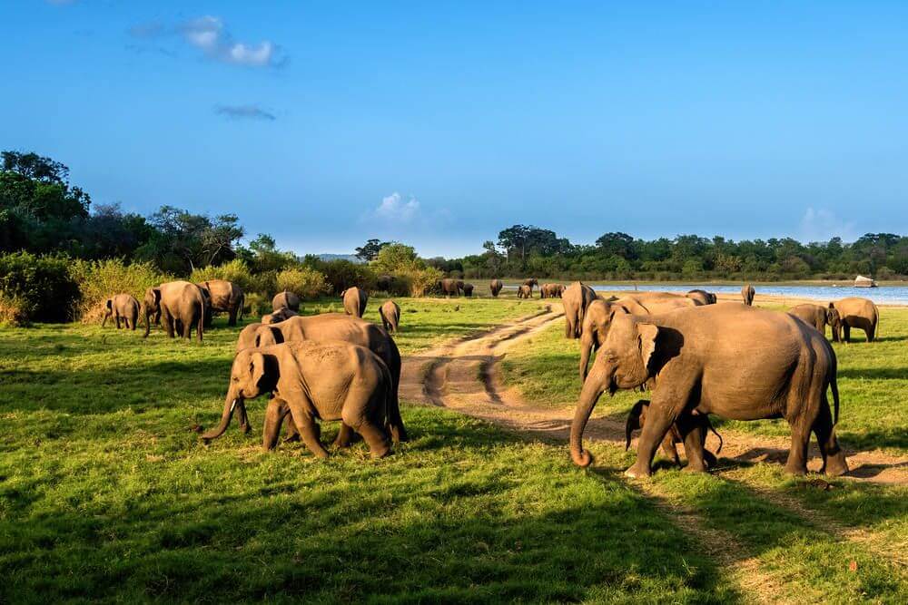 Minneriya National Park