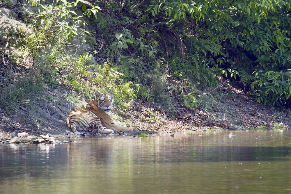 Kanha National Park