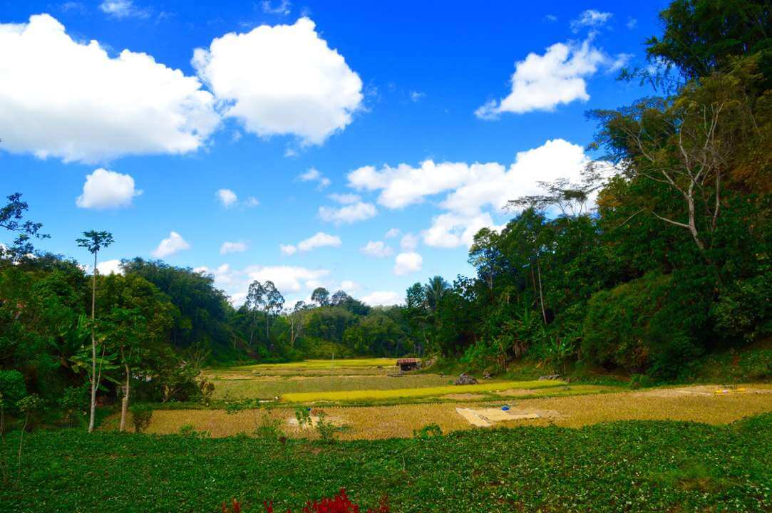 natuur Tana Toraja