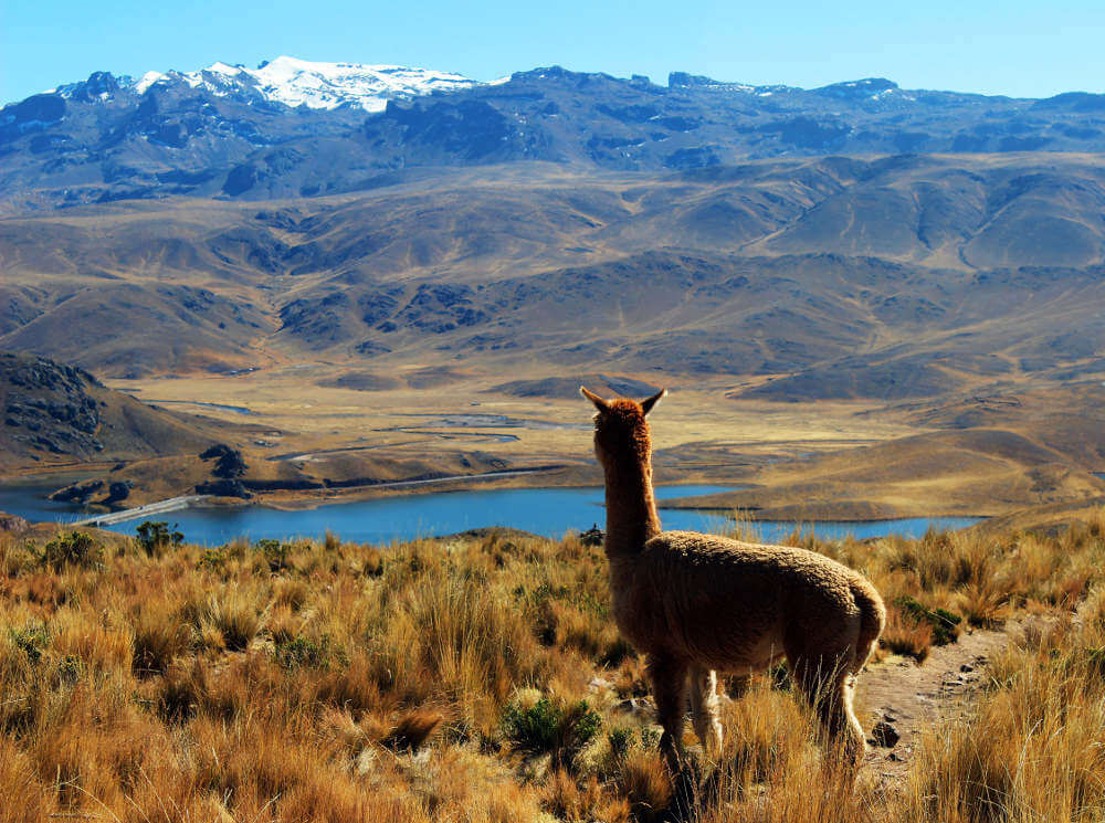 Arequipa