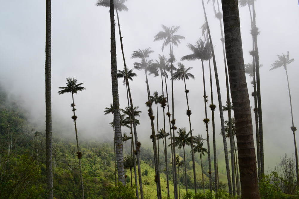 Cocora