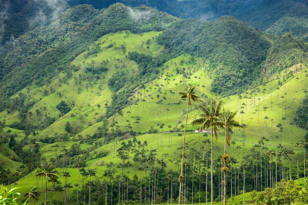 cocora