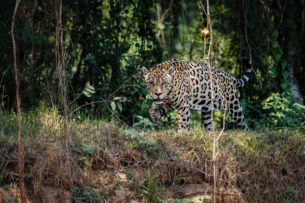 Jaguar, Brazilië