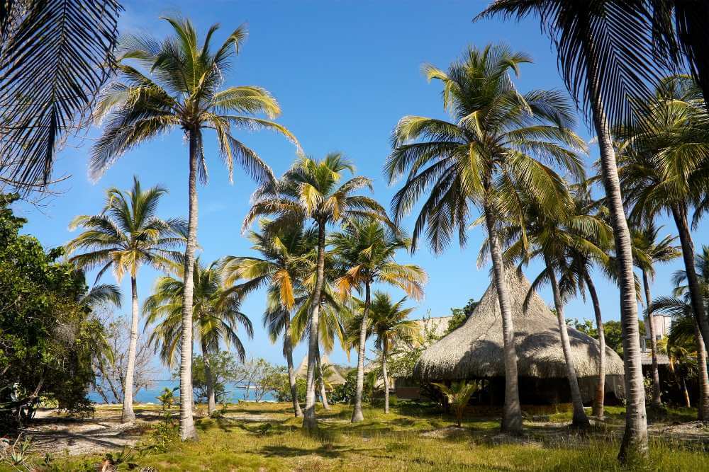 Palmbomen aan het strand van rosario