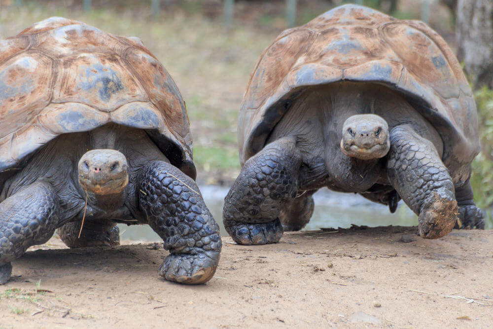 Galapagos eilanden