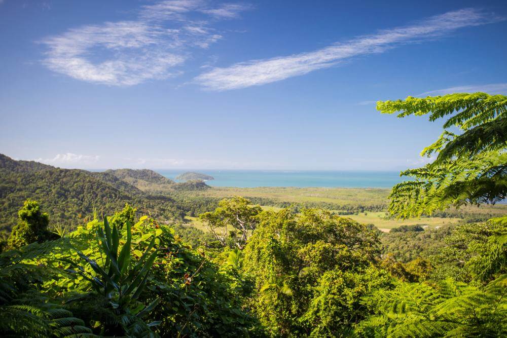 Daintree Rainforest