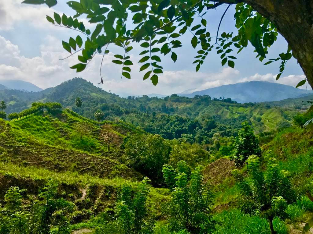 Jungle Colombia