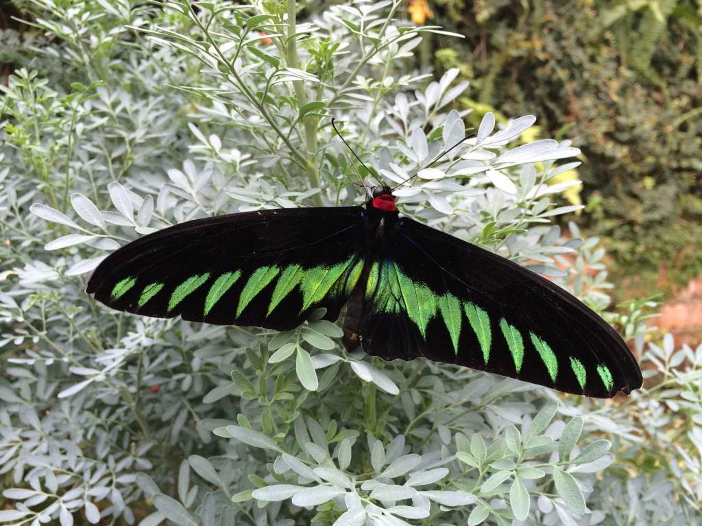 Cameron Highlands