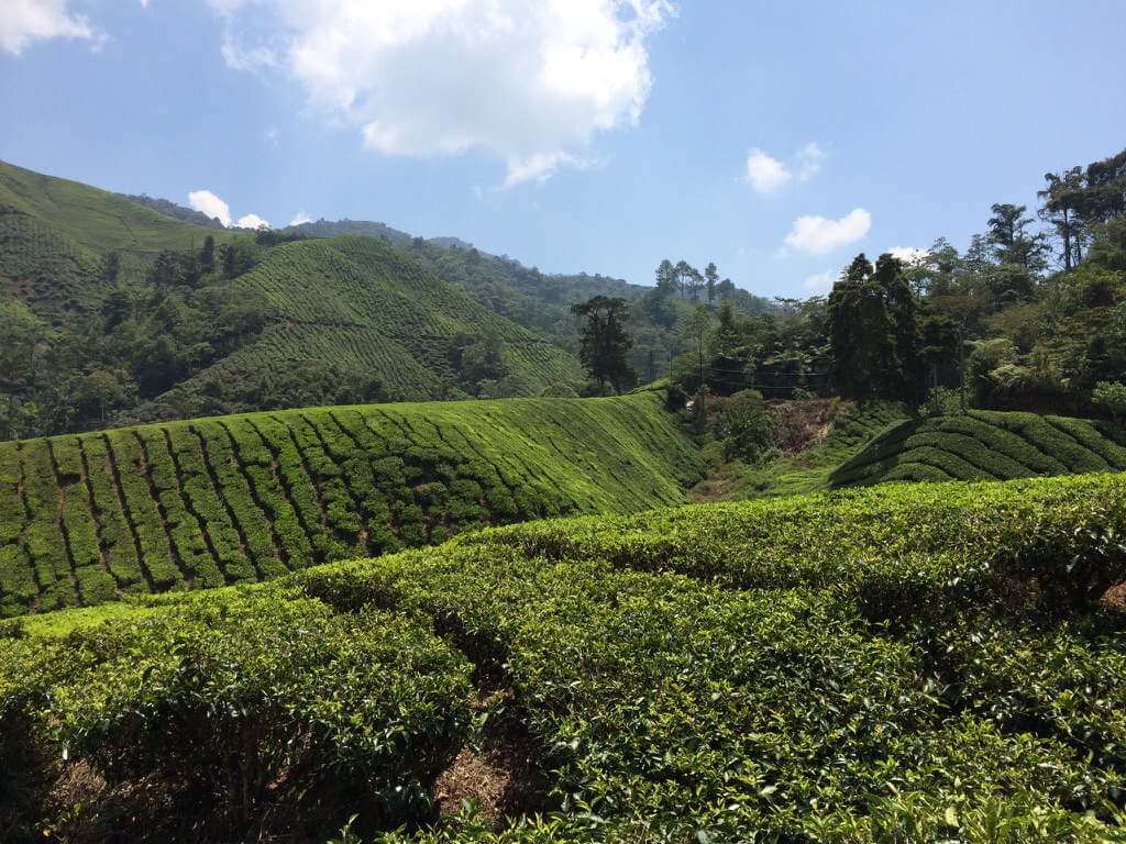 Fairlie Estate Boh Tea Center