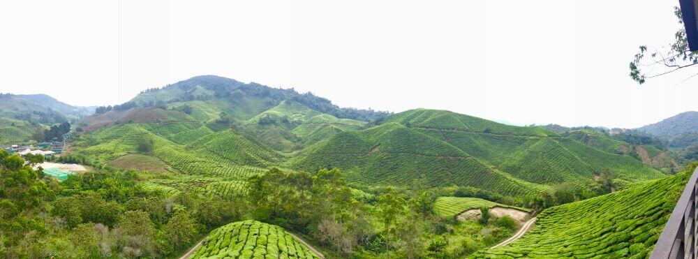 Cameron Highlands