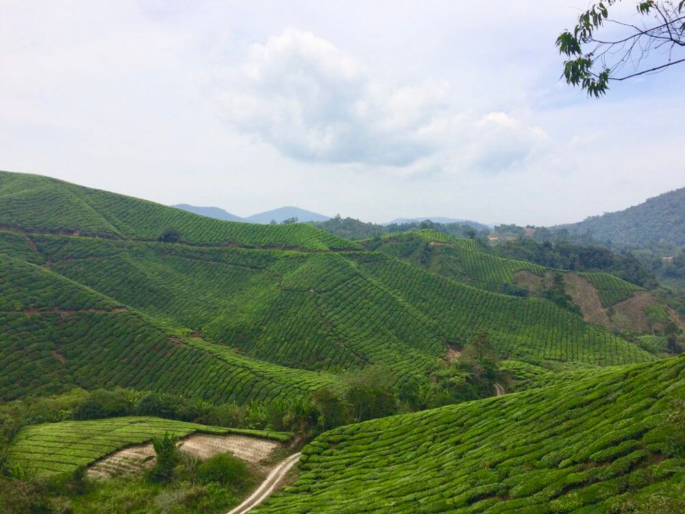 Sungai Palas BOH Tea Estate