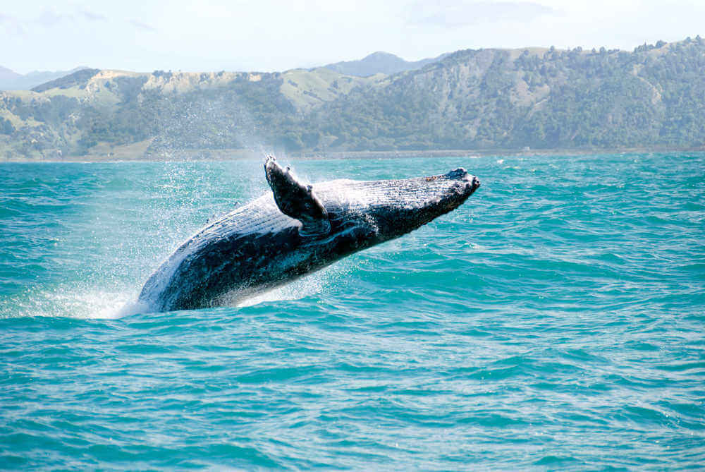 Kaikoura