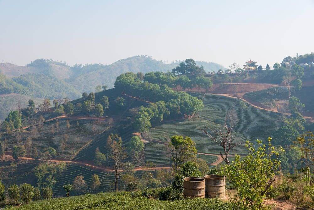 Chiang Rai