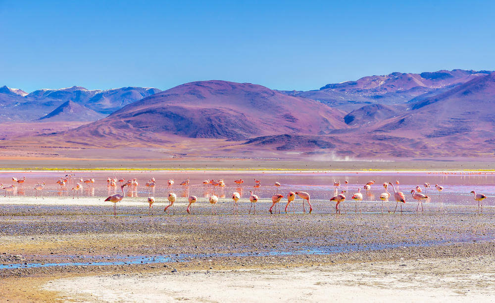 laguna Colorada