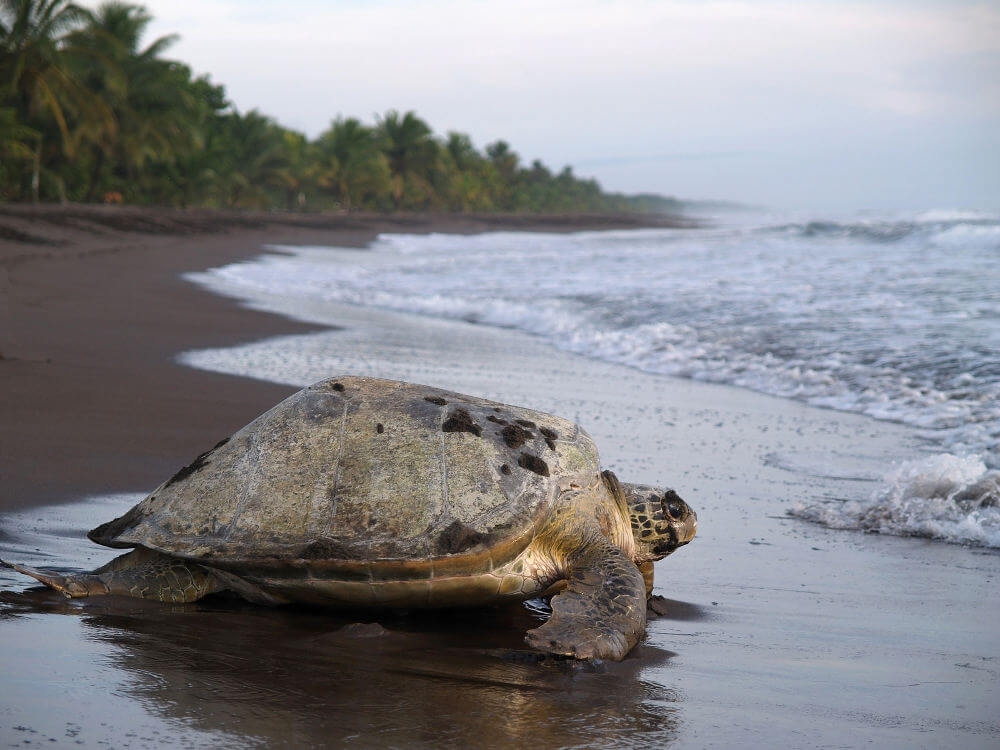 strand Tortuguero National Park Costa Rica