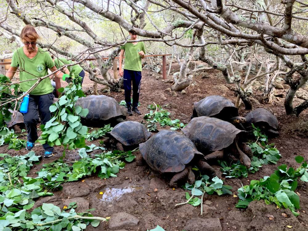 Vrijwilligerswerk op de Galapagos eilanden