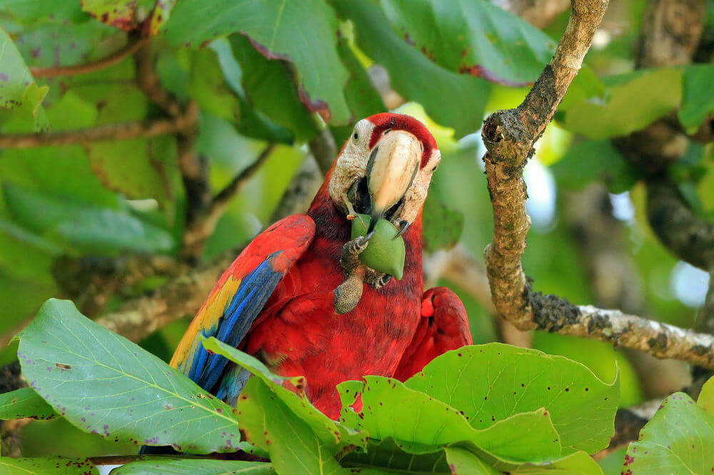 Corcovado National Park