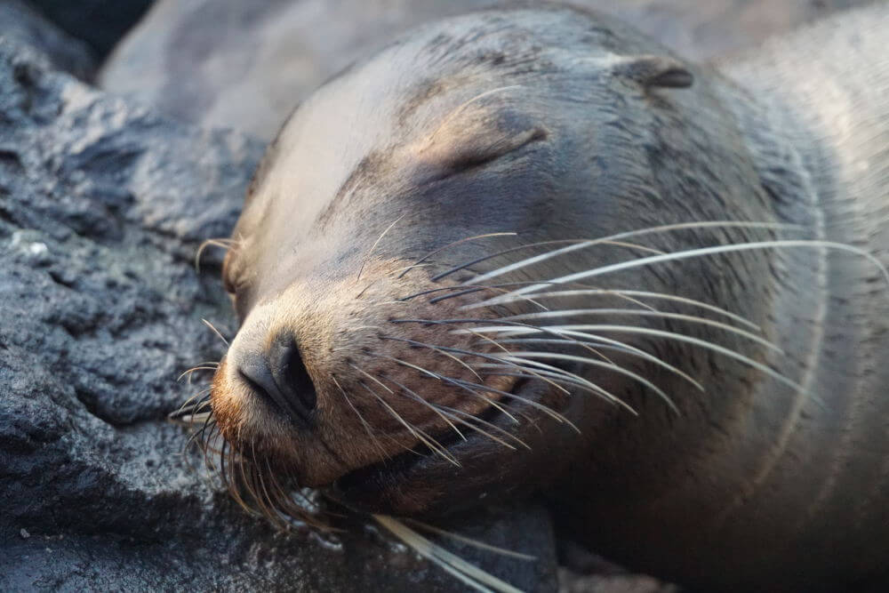 Galapagos