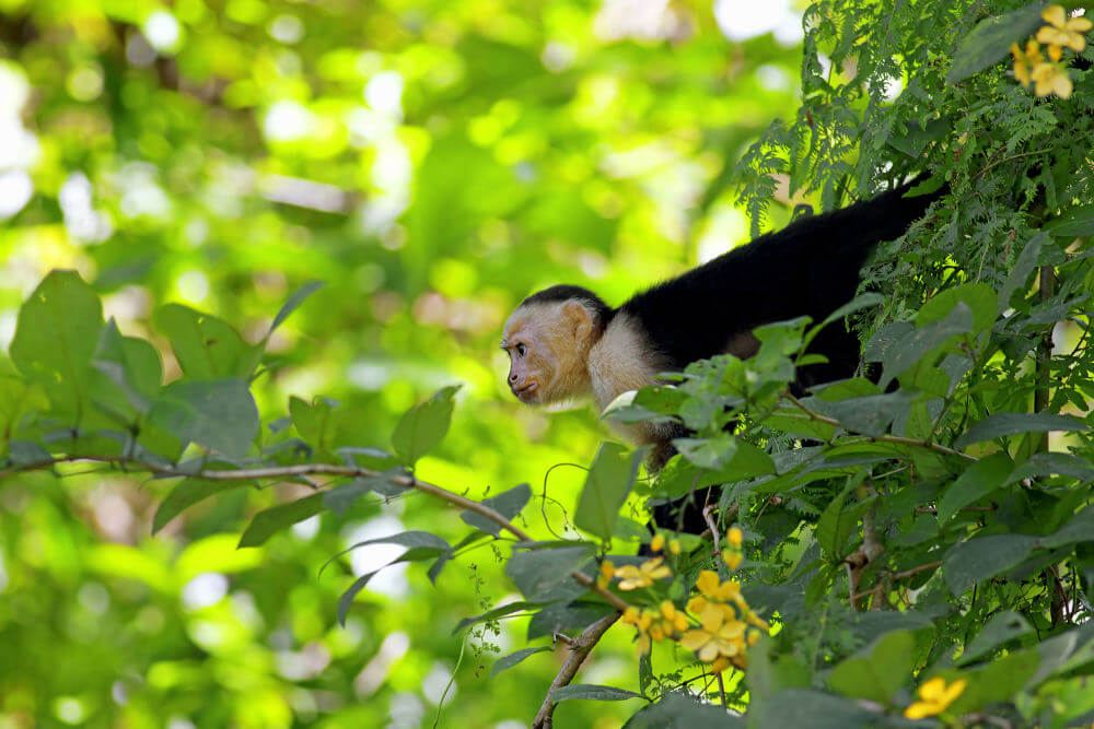 Manuel Antonio National Park