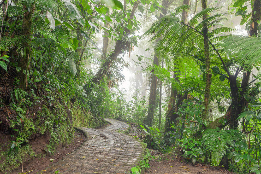 Monteverde cloud forest