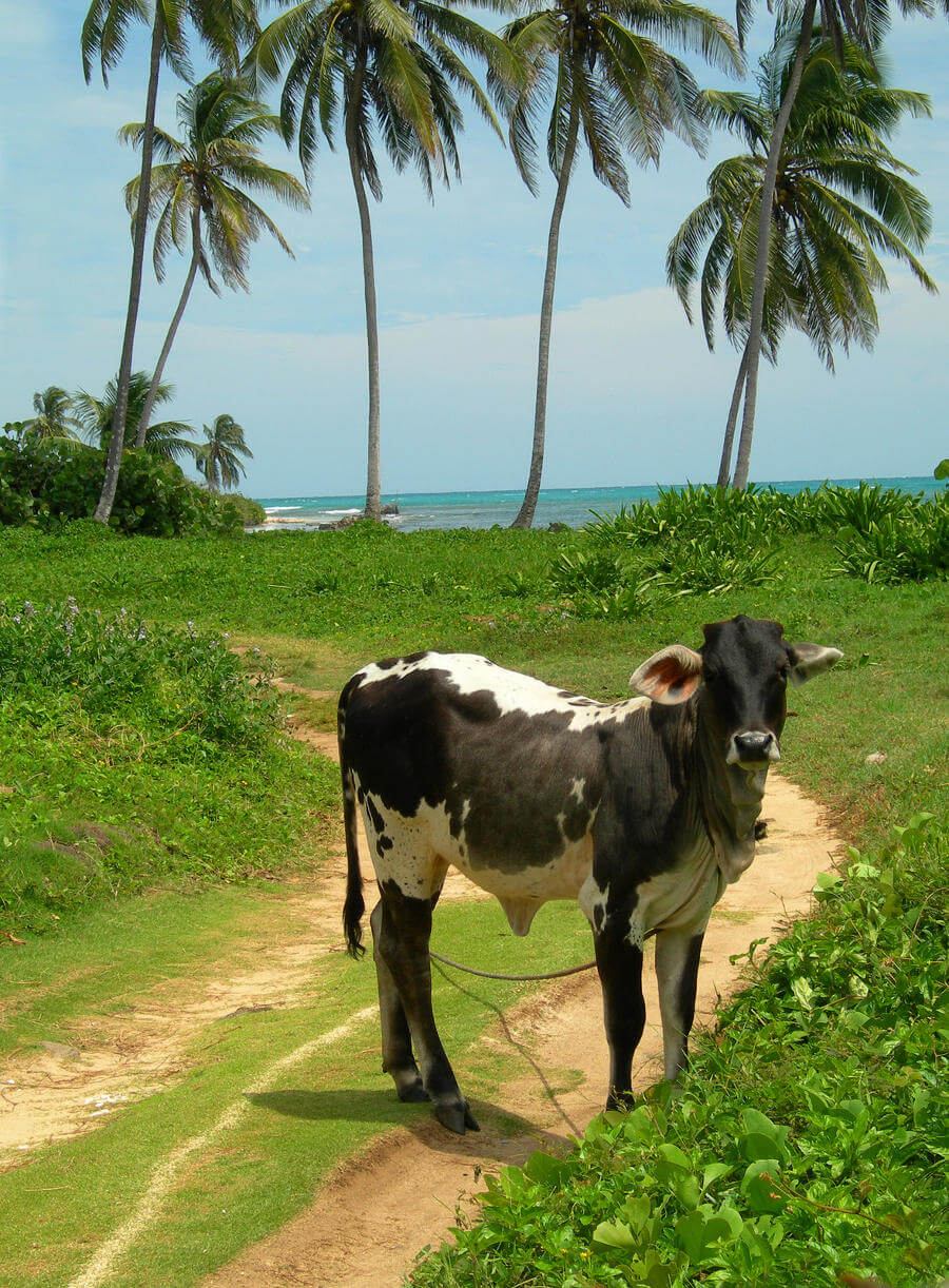 Corn Islands