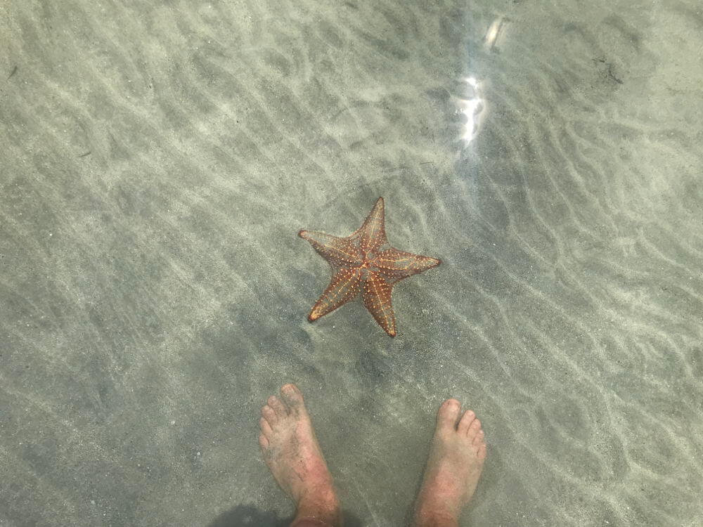 Starfish Beach