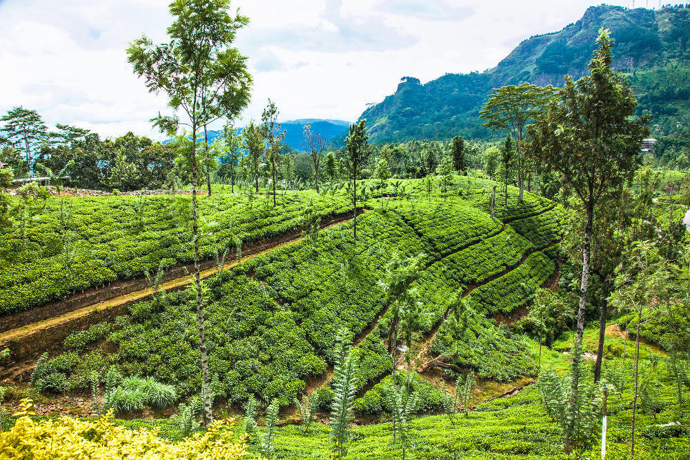 Nuwara Eliya