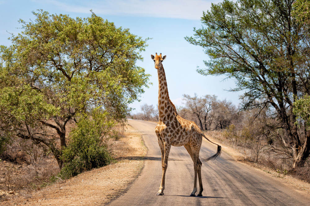 Krugerpark