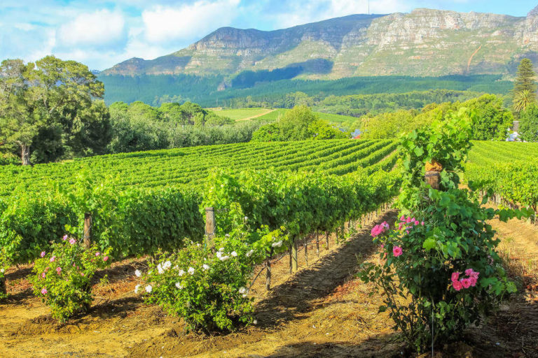 Stellenbosch