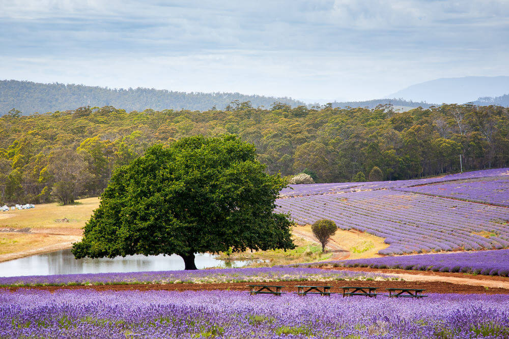 Tasmanië