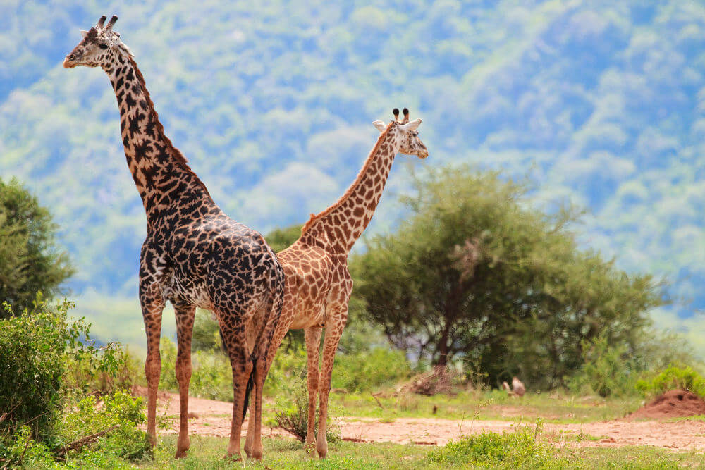 Lake Manyara