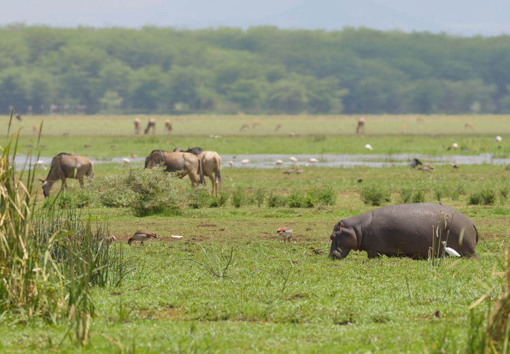 Lake Manyara