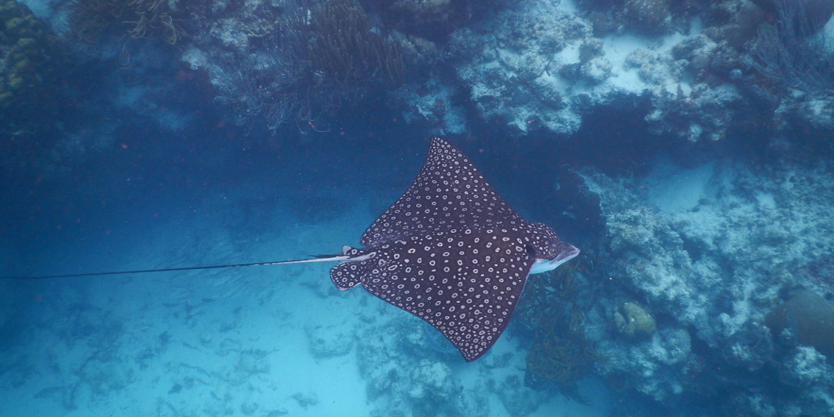 Ambergris Caye