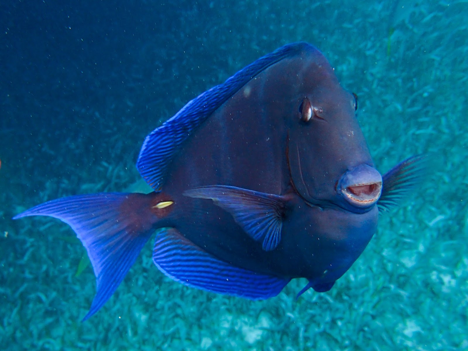 Caye Caulker