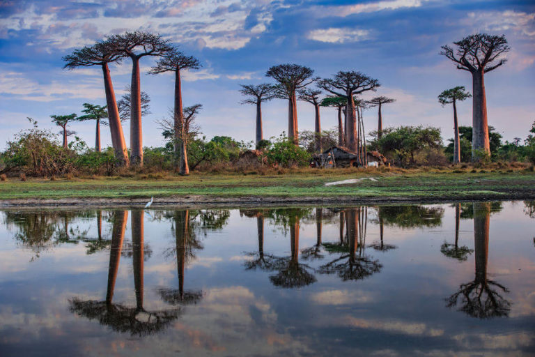 Allee des Baobabs