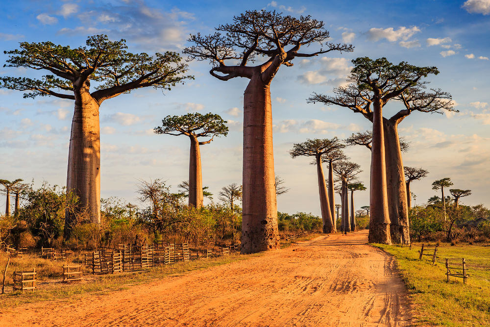 Allee de Baobab