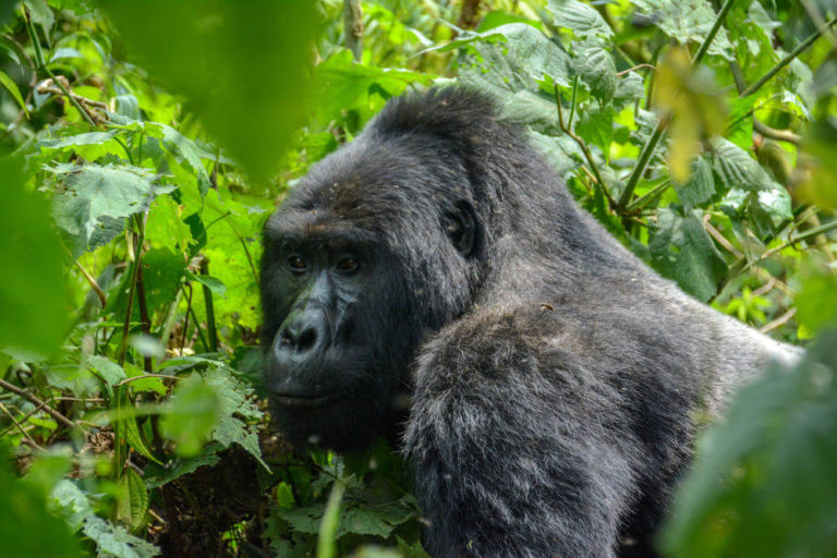 Bwindi National Park