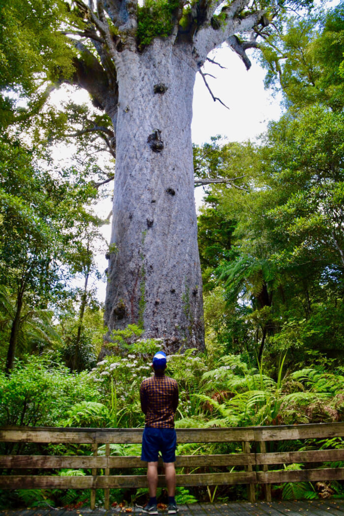 Kauri bomen