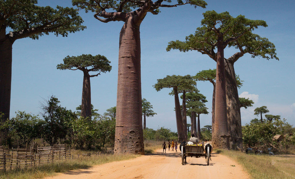 Allee de Baobab