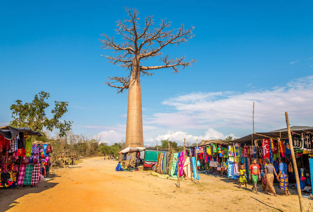 Allee de Baobabs