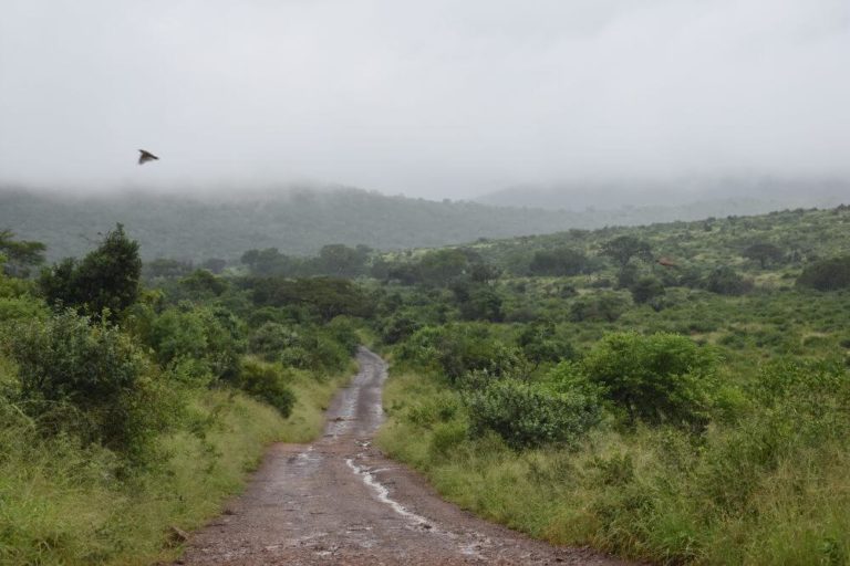 Regen in Hluhluwe National Park