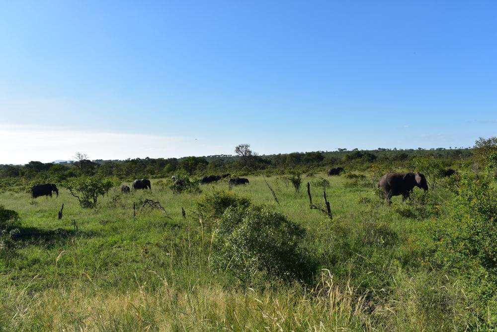 Kruger National Park