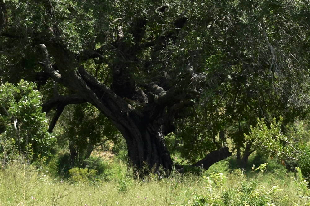 Kruger National Park